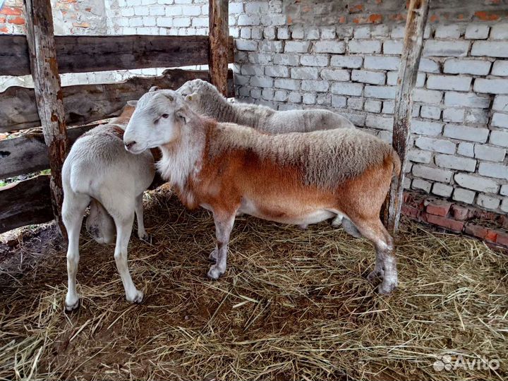 Ягнята Катумские бронь