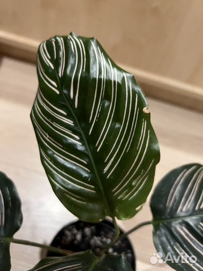 Калатея сандериана