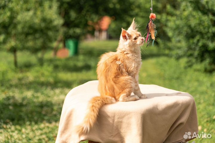 Котята Мэйн Кун