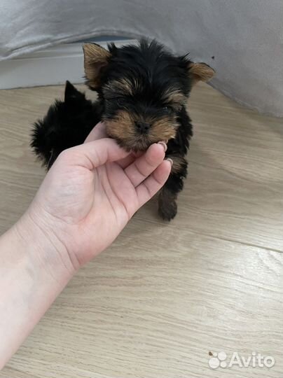 Шкодные мини детки