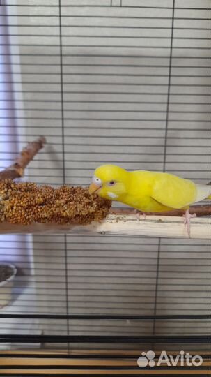 Волнистый попугай