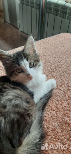 Отдам в добрые руки