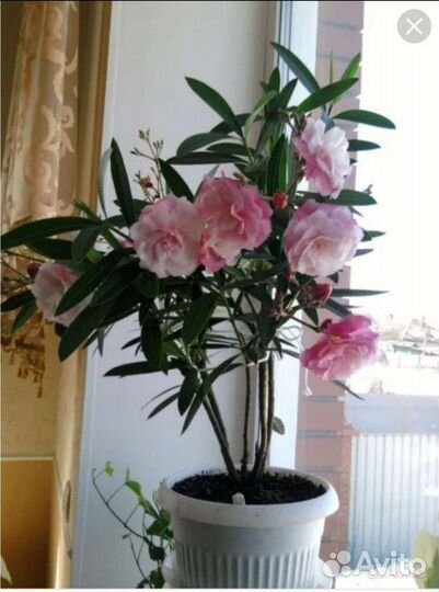 Олеандр махровый сортовой