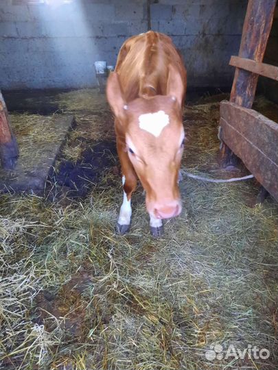 Тёлочка и бык