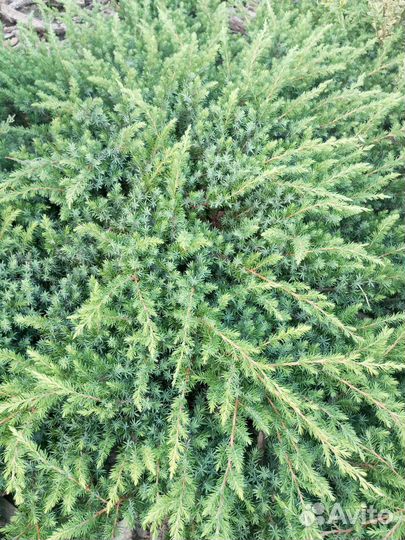 Можжевельник шлягер