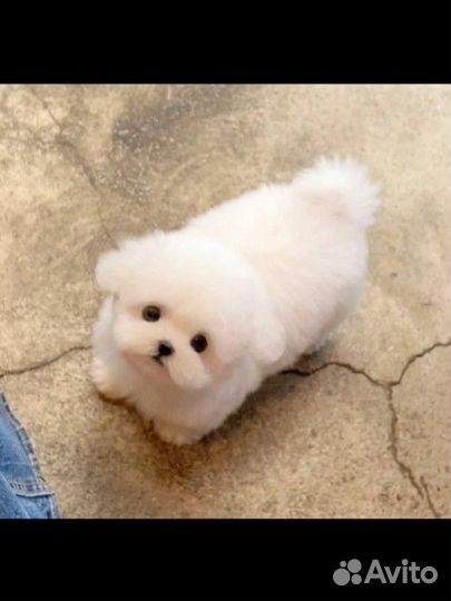 Щенки бишон фризе