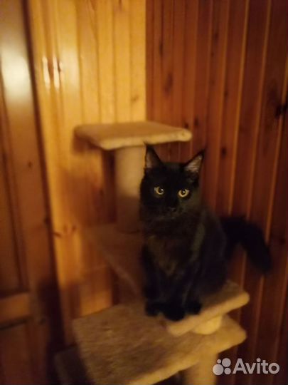 Котята мейн-кун