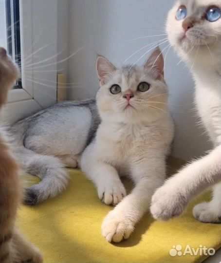 Мальчик серебристая шиншилла