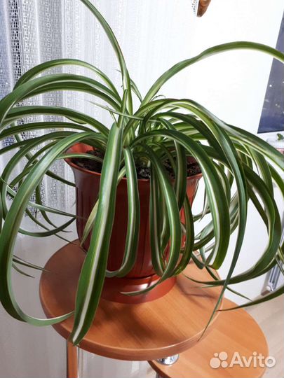 Хлорофитум кудрявый