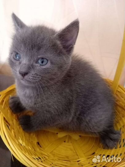 Котенок в добрые руки