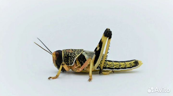 Мучной червь зофобас сверчки