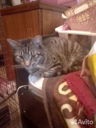 Лопоухий Борис