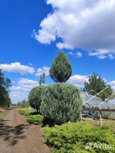 Можжевельник крупномер