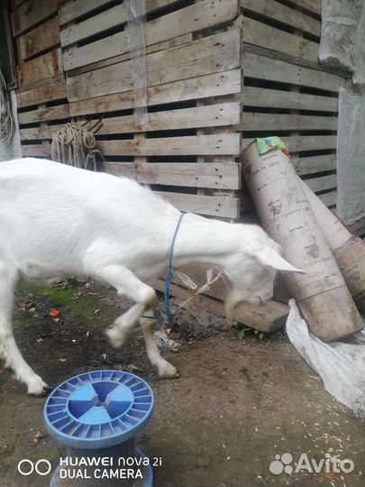 Продам козу, двойная, молоко без запаха