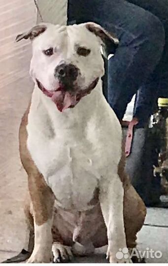 Амстафф вязка