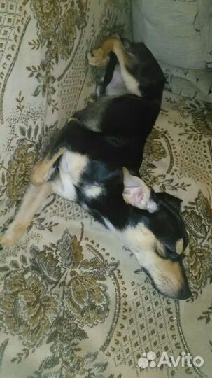 Той-терьер для вязки