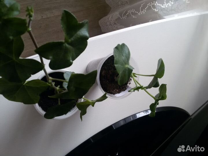 Плющелистная пеларгония