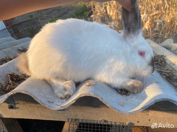 Колифорнийские кролики