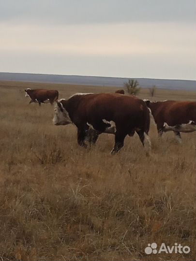 Бык,бычки и телочки