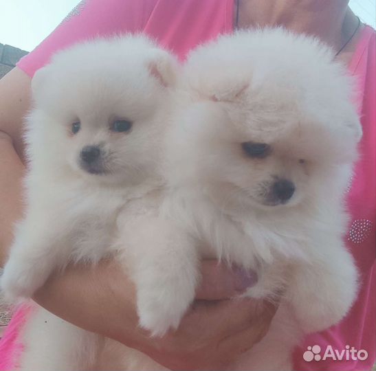 Померанский шпиц