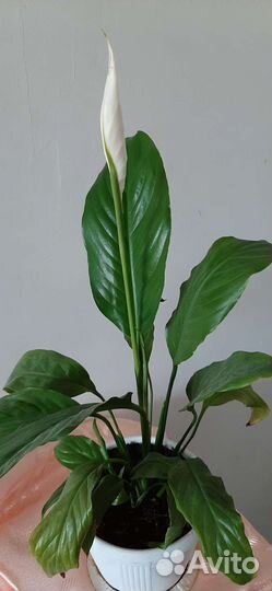 Спатифиллум