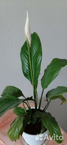 Спатифиллум