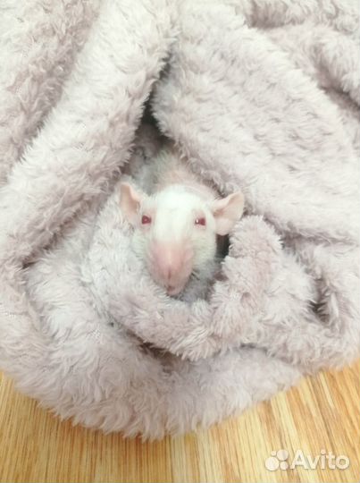 Крыса сфинкс