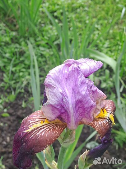 Ирисы бородатые
