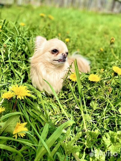 Вязка чихуахуа мальчик