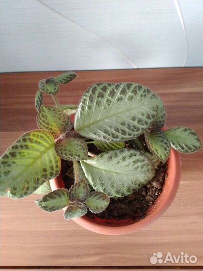 Эписция земляничная дымка, лесная, хлорофитум