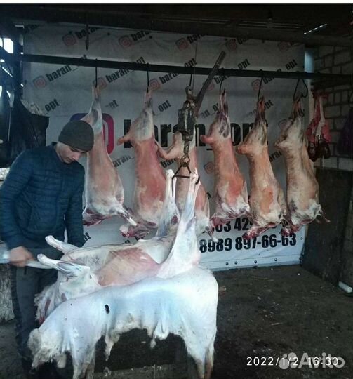 Бараны,овцы на Акьикьа