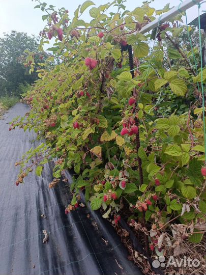 Саженцы Летняя малина Пшехиба