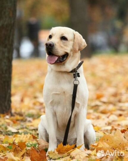 Требуются модели на груминг