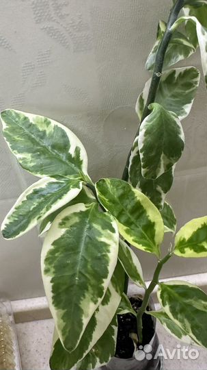 Цветок Педилантус