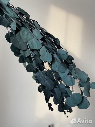 Эвкалипт стабилизированный