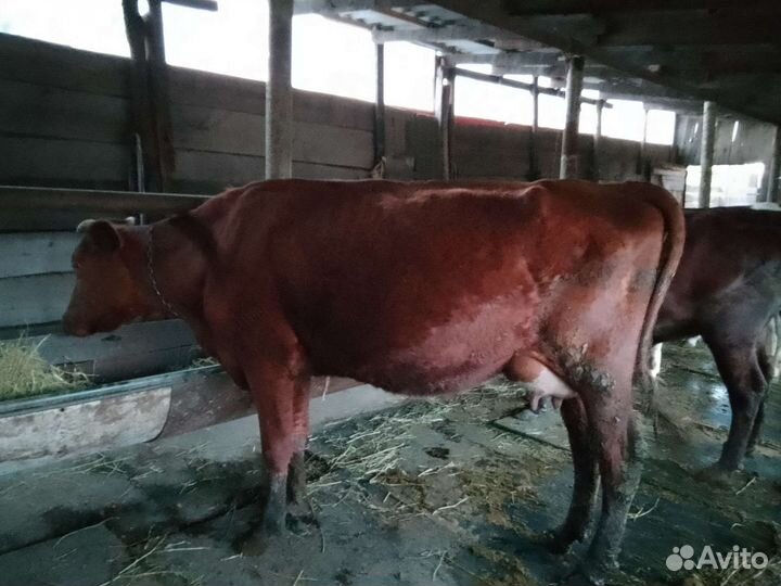 Коровы дойные