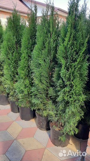 Туя Смарагд