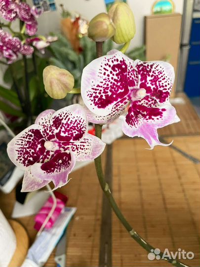 Орхидея фаленопсис биг лип