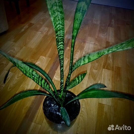 Комнатные растения