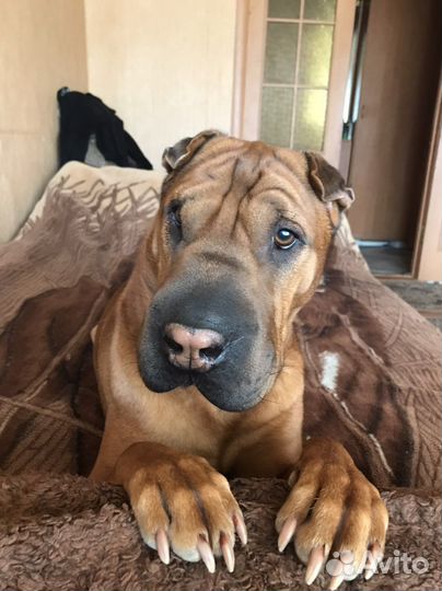 Вязка шарпея