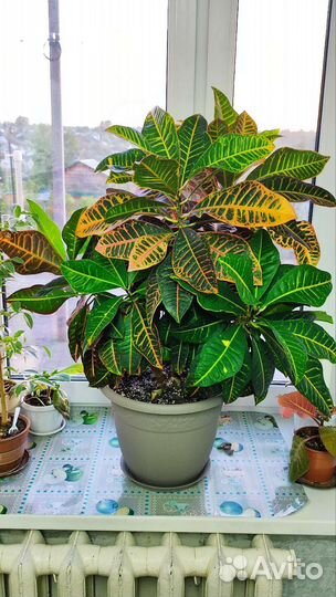 Кротон Петра