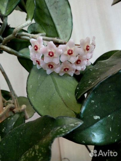 Цветы комнатные