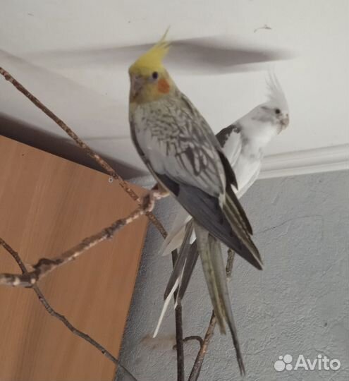 Попугай для вас