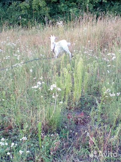 Коза дойная третий окот, козленок и козочка 6мес