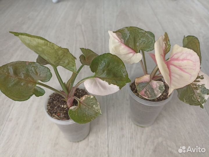 Сингониум клубничный лед galaxy