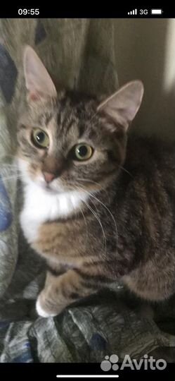 В добрые руки