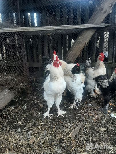 Молодые петухи
