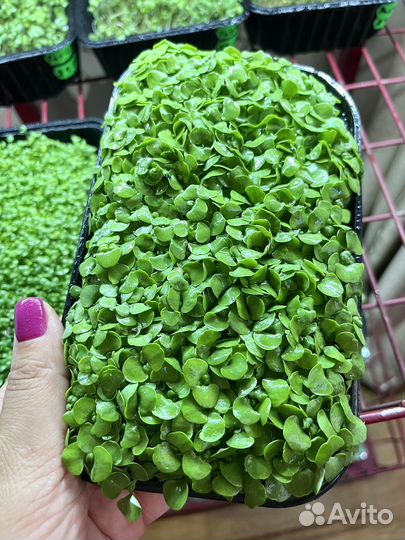 Базилик свежий