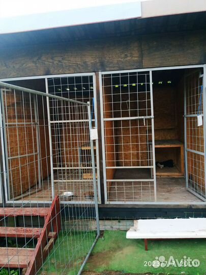 Зоо гостиница, передержка для собак