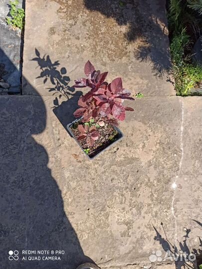 Скумпия royal purple